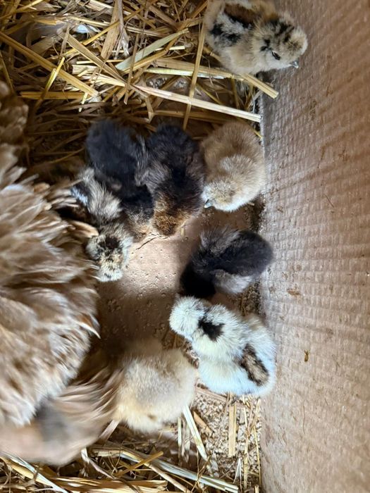 Kury rosy kury silki kury araukany pisklaki araukany