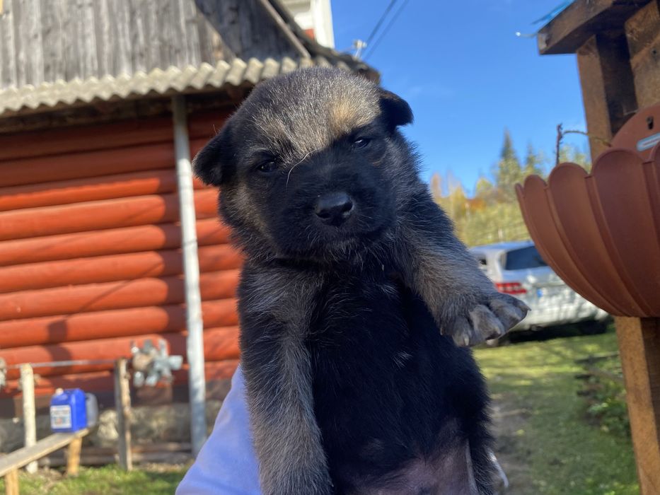 Цуценята Німецької Вівчарки