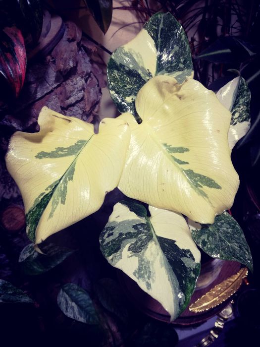 Monstera Thai Creme Brulee Cream Milk variegata REZERWACJA philodendro