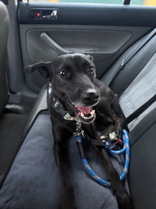 Zoe para adoção muito responsável