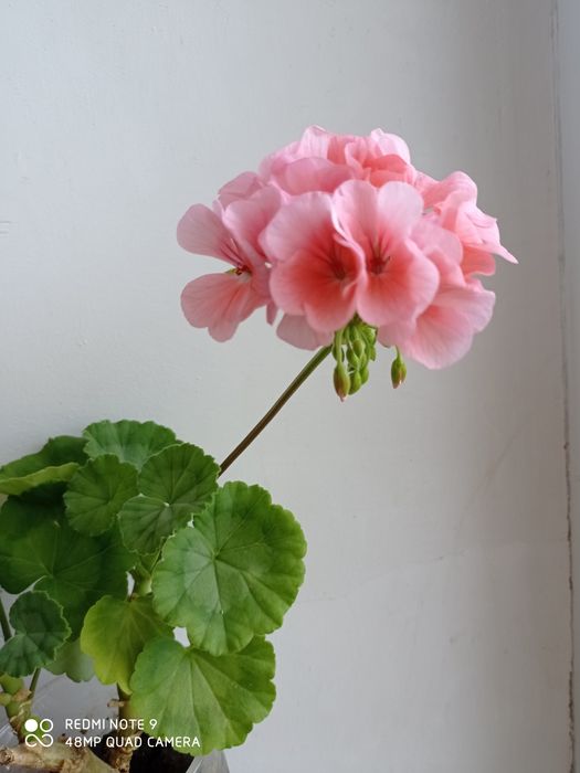 Пеларгония, герань, свежесрез