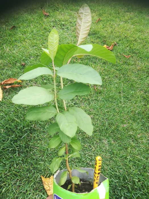Goiaba Amarela - Psidium guajava