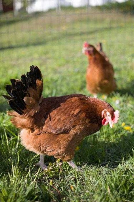 Kury  kokoszki nioski Rosa brązowa odchowana na wybieg