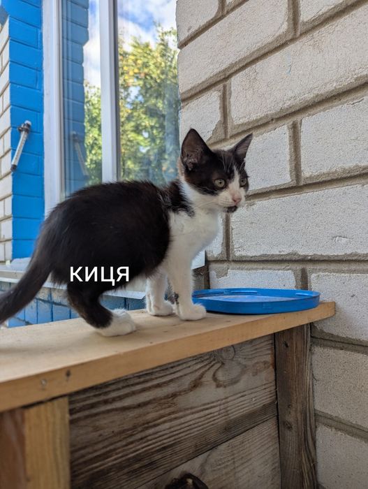віддам кошенят, кота, кицю