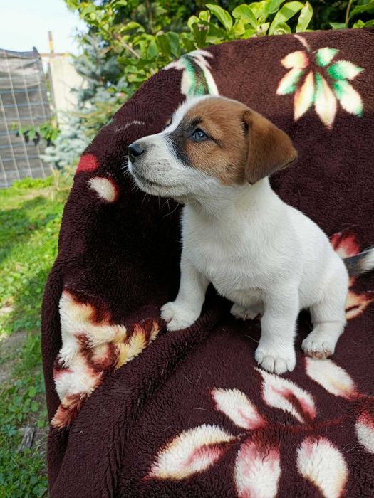 Wzorcowy Jack Russell terrier piękna budowa rodzice FCI