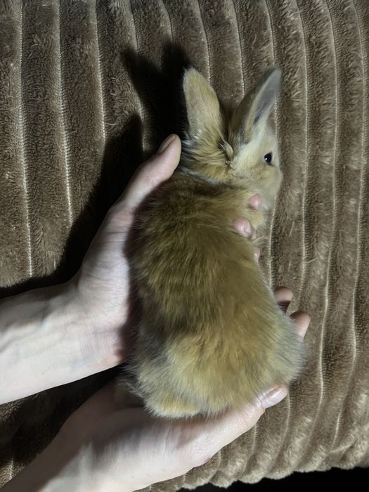 Продам дуже красивих карликових кроликів