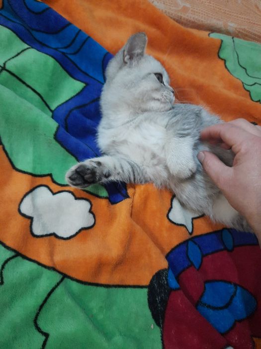 Кошеня хлопчик страйтт