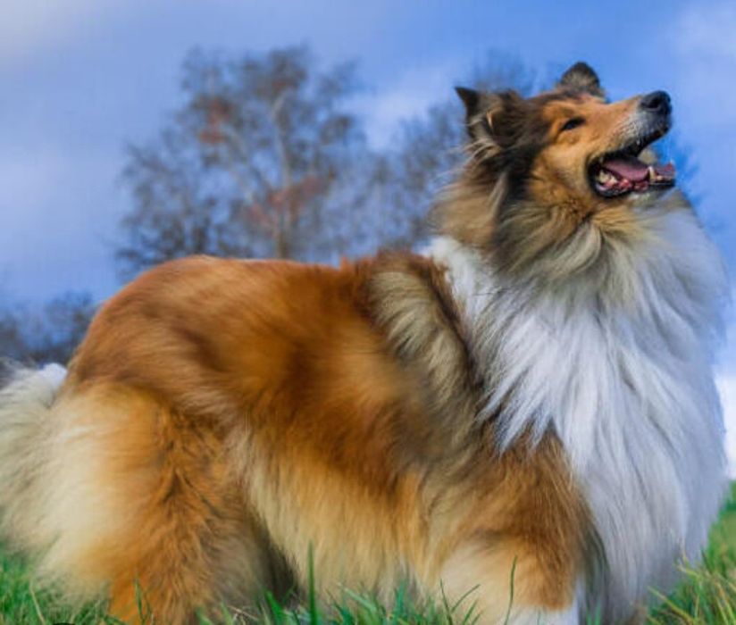 В'язка Коллі (Шотландець)