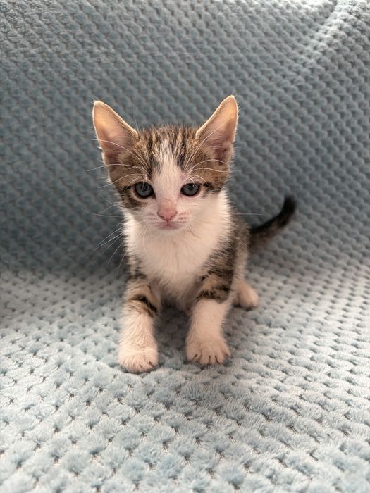 Продам висловухих кошенят