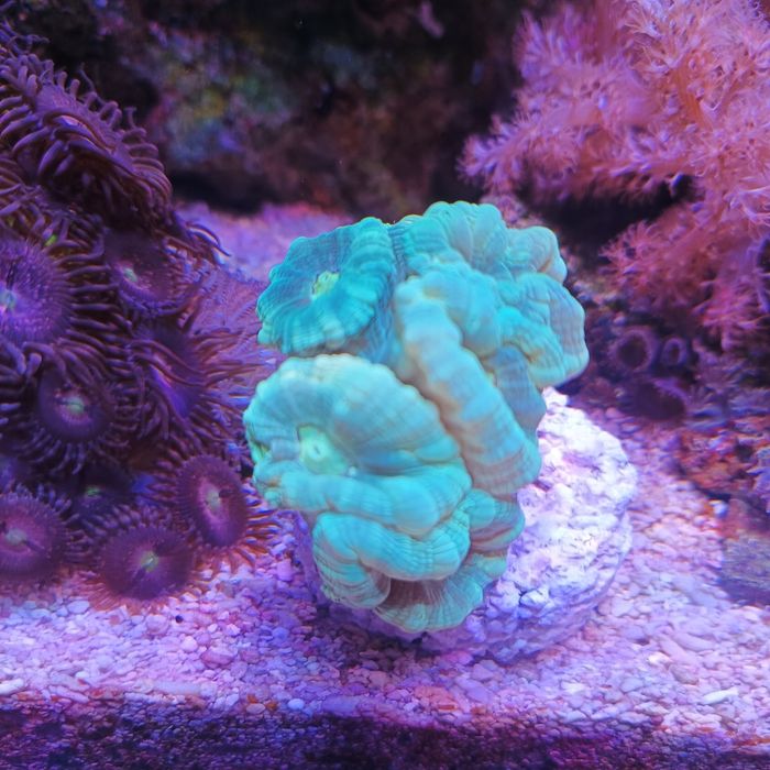 Vários corais fáceis