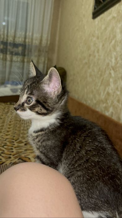 Продам котика хлопчика 2 місяці напів мейкун