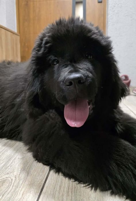 Nowofundland Wodołaz ZKWP FCI