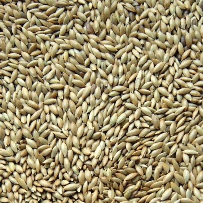 Kanar Mozga Kanaryjska doskonały w diecie dla papug kanarków amadyna