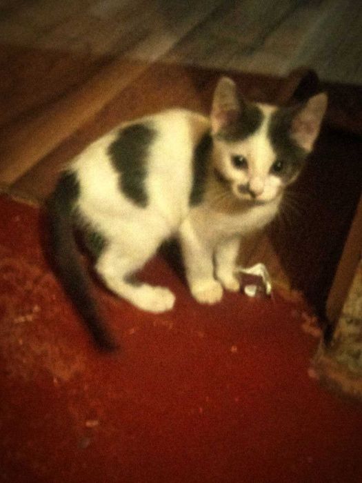 Отдам котенка бесплатно