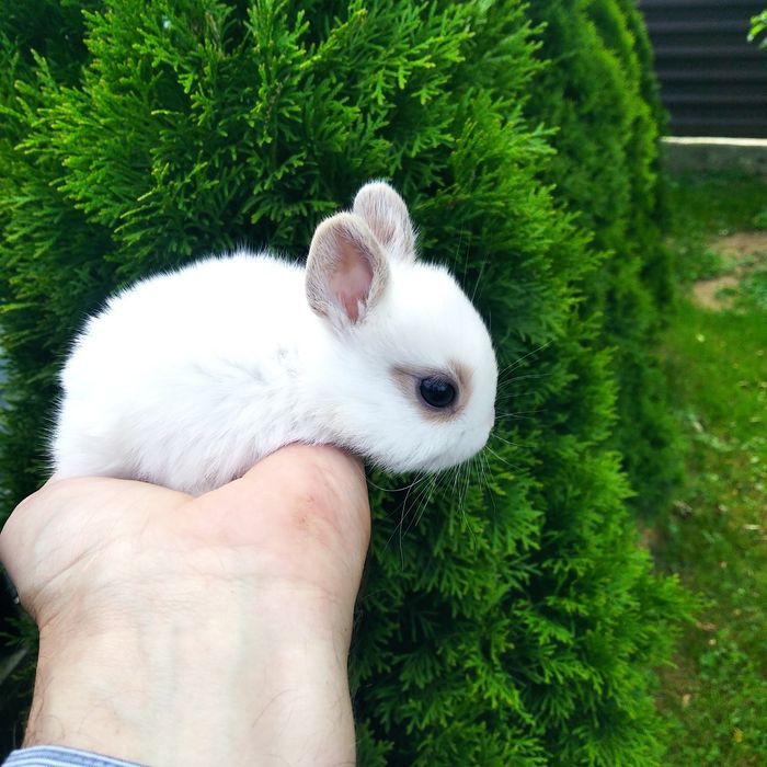 Декоративні кролики різних видів