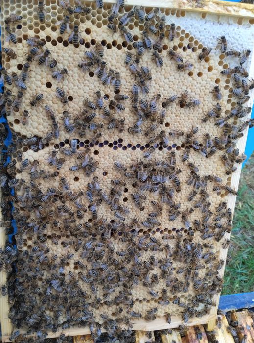 Rodzina pszczela odkład pszczoły