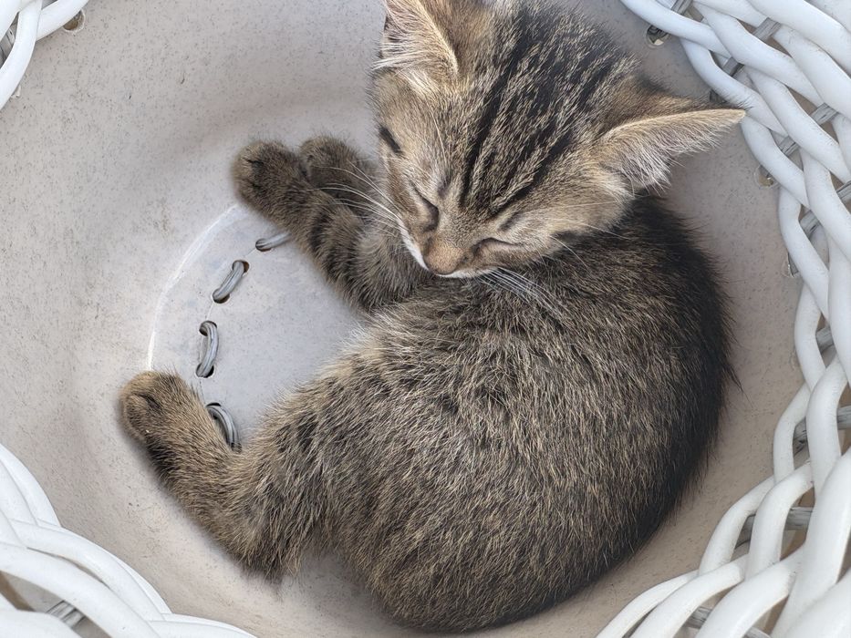Котята 2- місячні