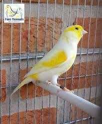 Vendo kakariquis bonitos