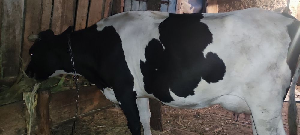 Продам коров на хозяйство
