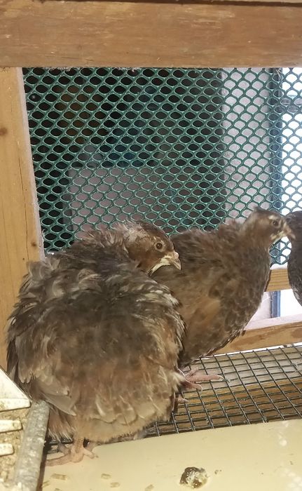 Ovos de Codornizes Gigantes Galados (várias mutações)