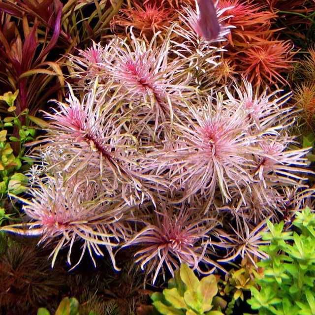 Roślina akwariowa Ludwigia White z korzeniami