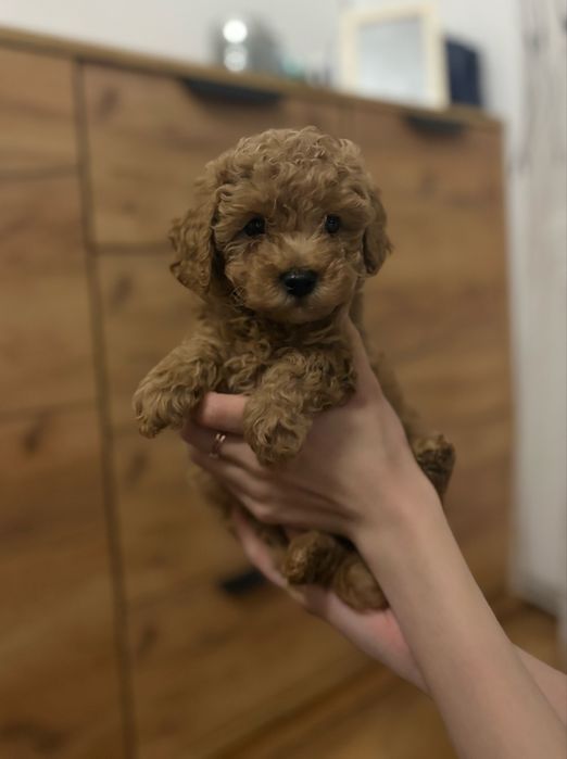 Продам той пуделів