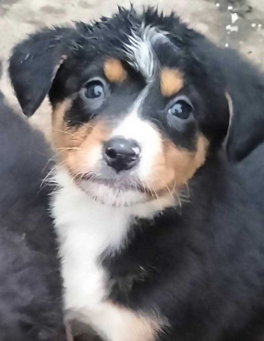 Oddam za darmo pieski