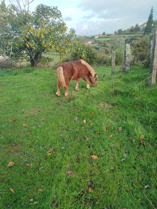 Pôneis super mansos