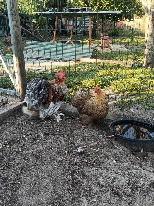 Casal de Pekin Adulto