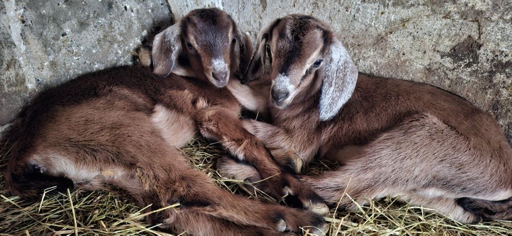 Koza capek do odpojenia