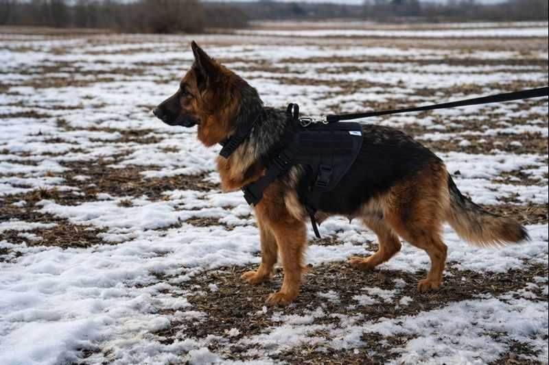 Продається цуценятко німецької вівчарки
