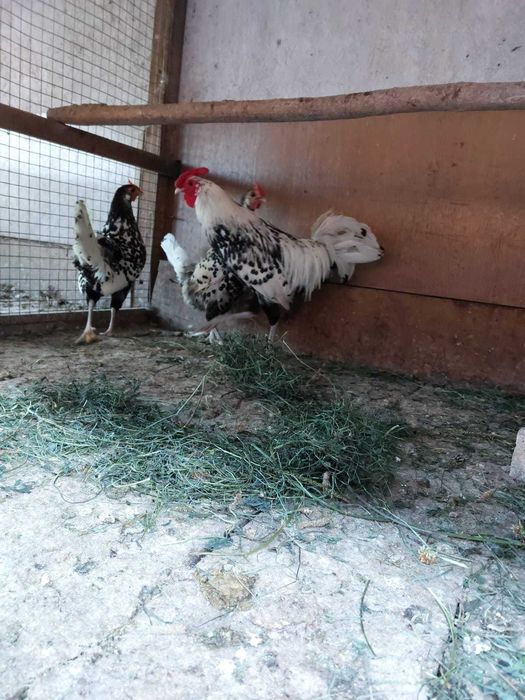Продам Гамбургських курей