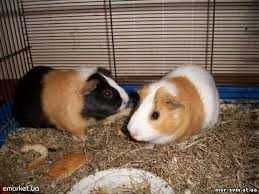 Беремо на перетримку домашніх тварин