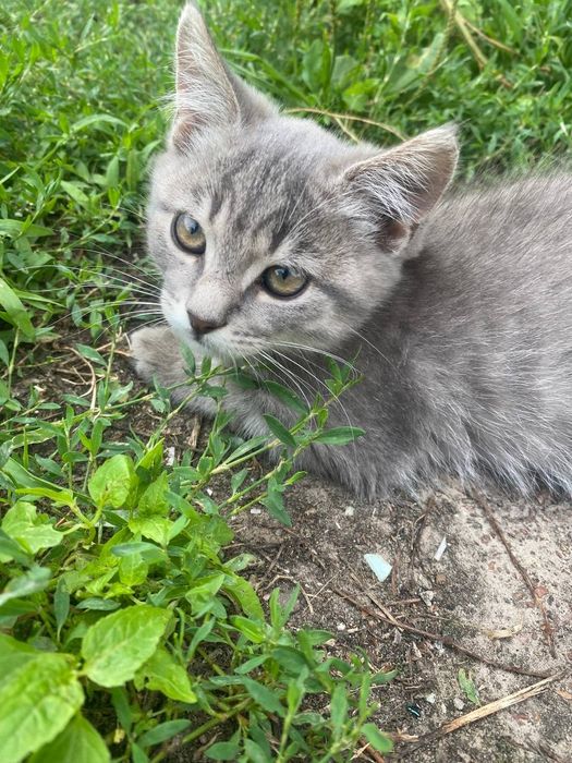 Кошенята в добрі руки