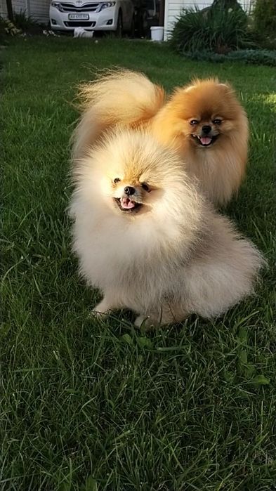 Вязка Померанский шпиц