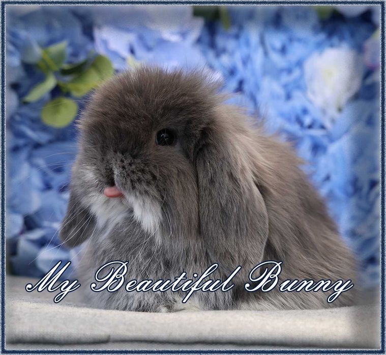 Młody Króliczek 100% Mini Lop - Blue Otter