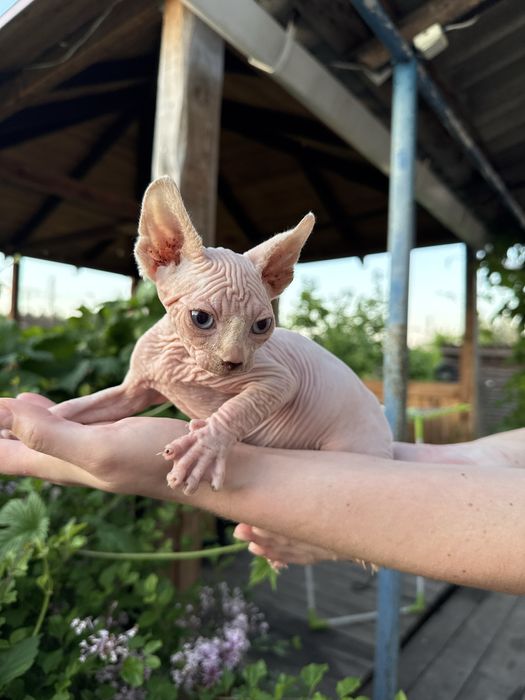 Котята канадский сфинкс