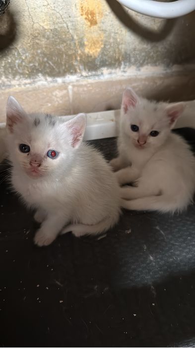 Gatinhos para adoção
