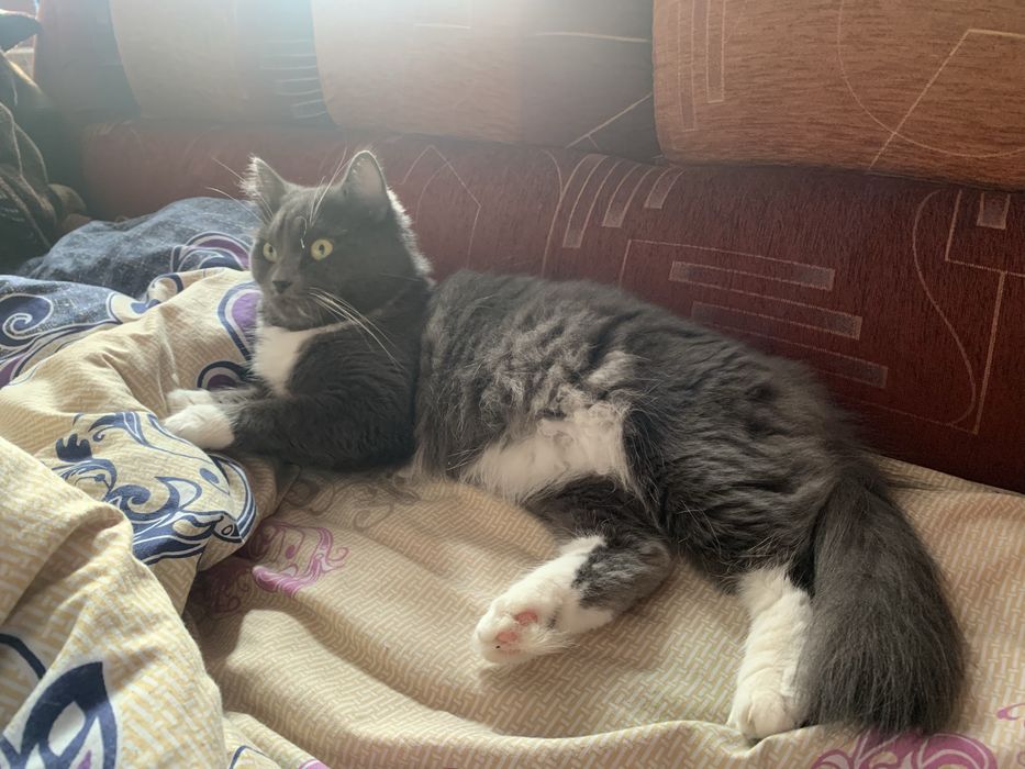 Відам в добрі руки кицю