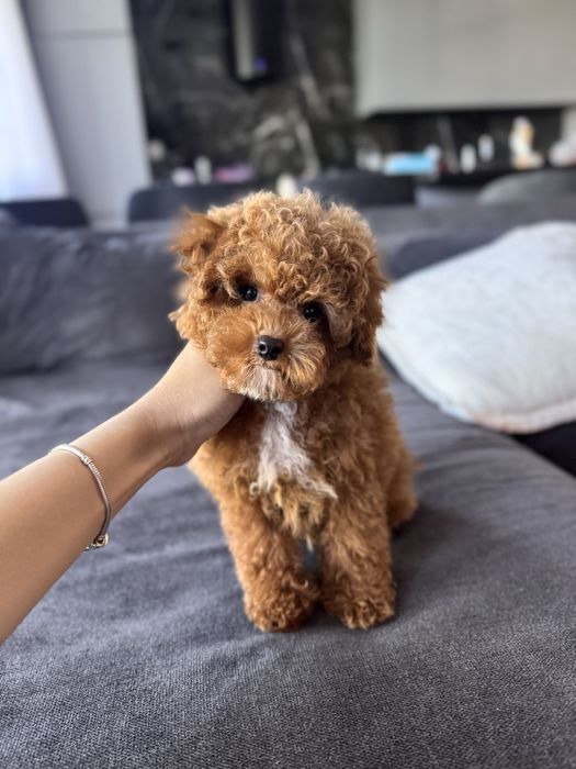 Кукольный мальчик мальтипу ф2 тедди мишка