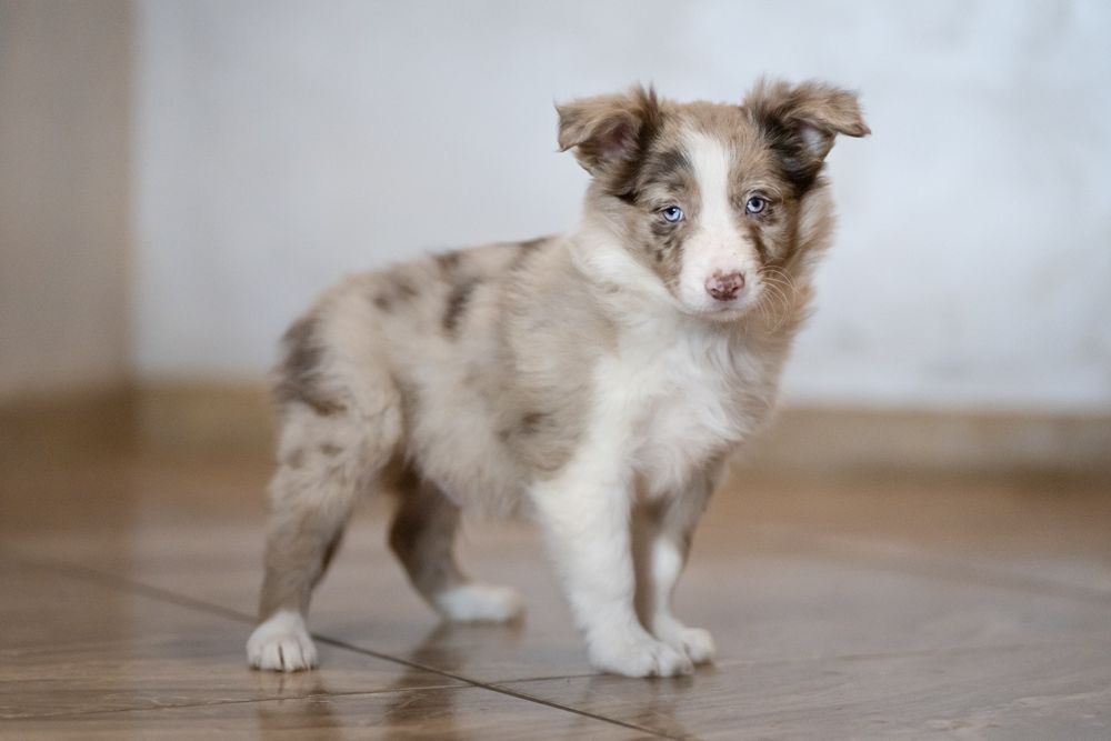 Border collie chłopiec Red -merle nr2/badania genetyczne /wyprawka/DNA