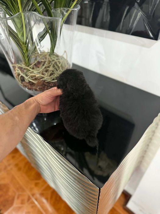 Spitz Anão e/ou Lulu da Pomerânia FEMEA BLACK  com LOP e AFIXO