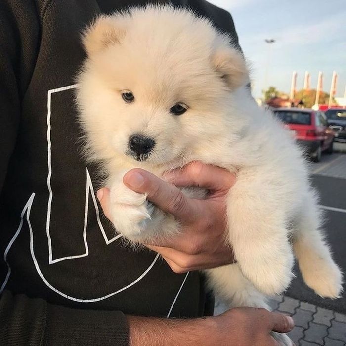 Самоедская лайка щенки