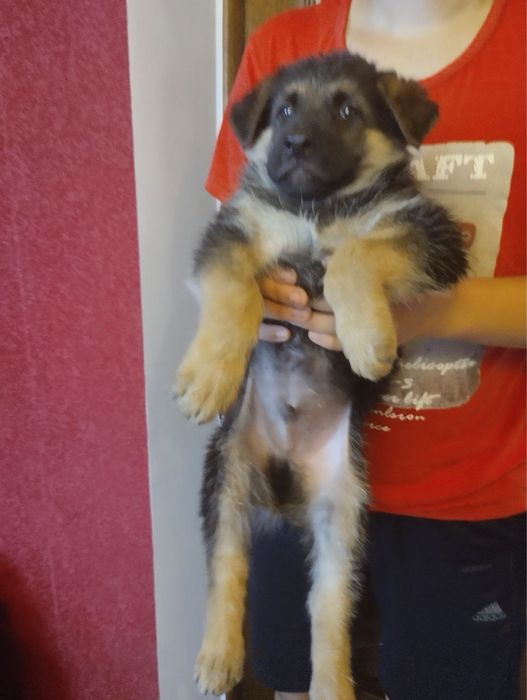 Продам  цуценят Німецької вівчарки