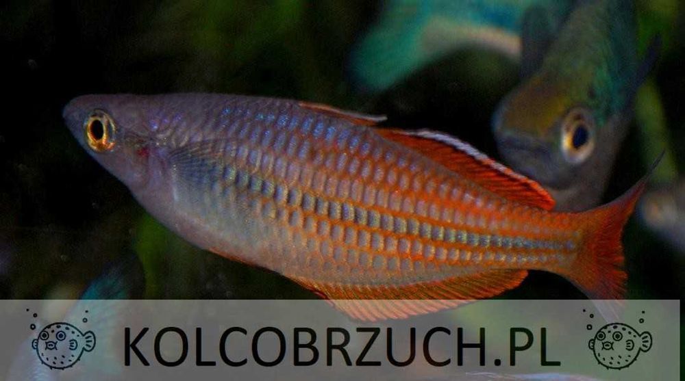 Tęczanka - Melanotaenia ajamaruensis - dowóz, wysyłka
