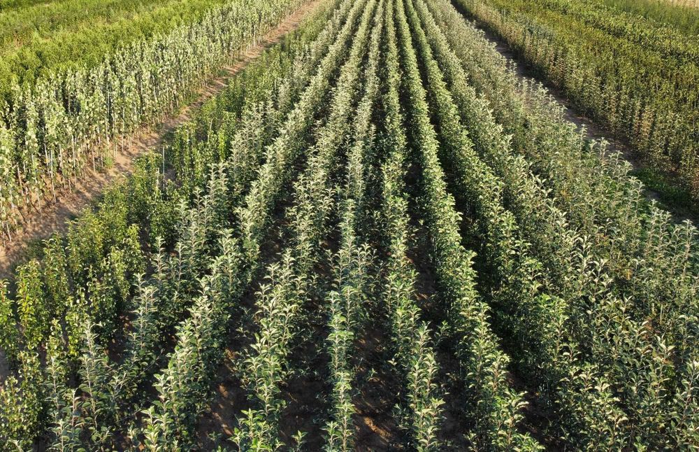 Drzewka owocowe wszystkie gatunki