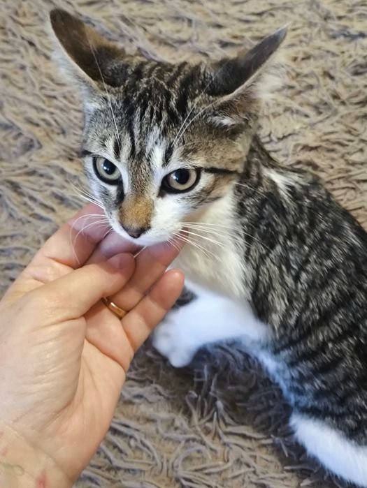 Котик, безкоштовно