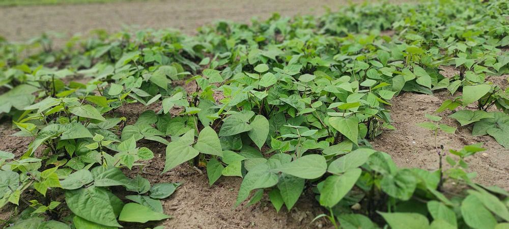 Warzywa ekologiczne.