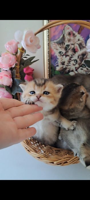 Кошенята, найкращий вибір! Британські котята, срібна та золота шиншила!