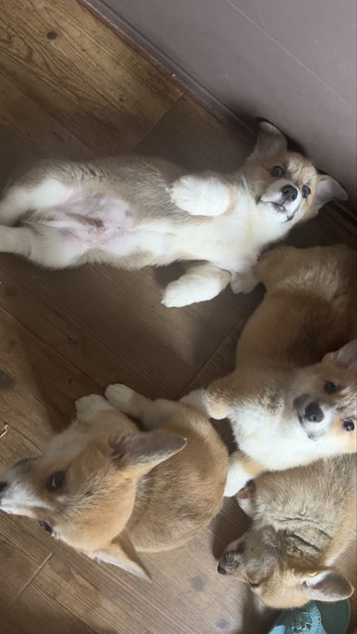Малыши корги  3 месяца